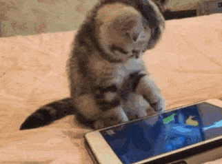 Кот