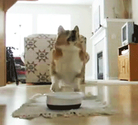 Корги